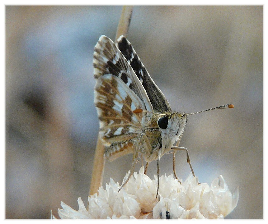 Lepidotteri dal Gargano....